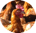 cercle-chicken