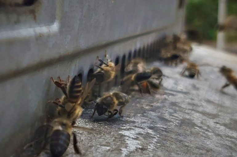 Journée mondiale des abeilles : sauvons ces ouvrières sous pression