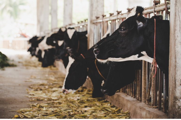 Journée mondiale du lait